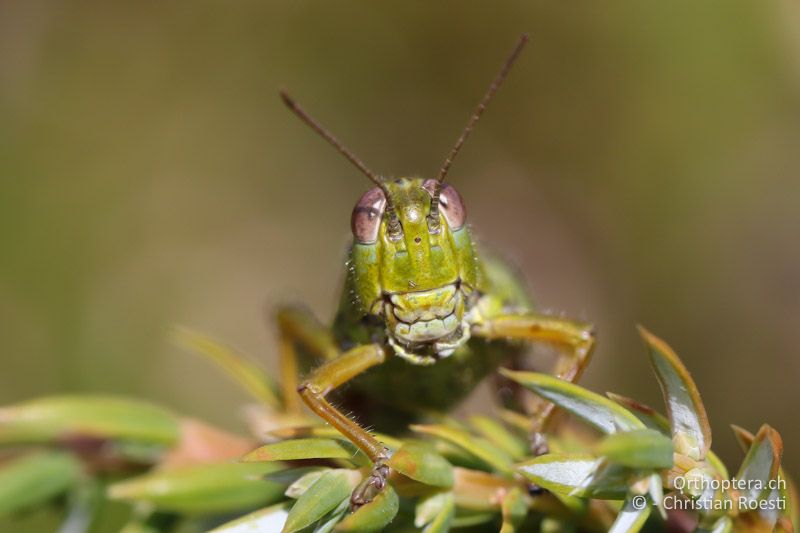 Porträt mit Mittelocellus von Miramella carinthiaca - AT, Kärnten, Reichenfels, 16.09.2016