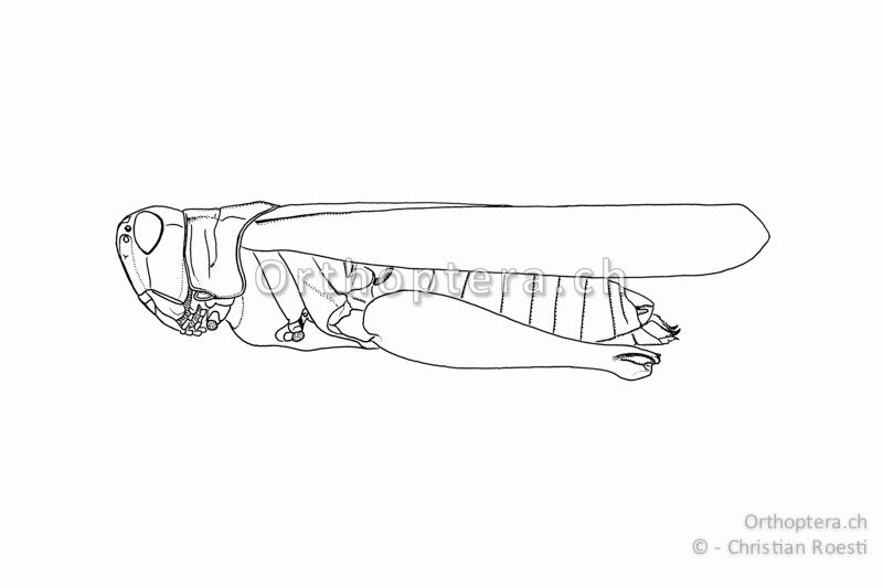 Habitus von Aiolopus thalassinus ♀. Die ♀ sind schlank aber gleichwohl kräftig gebaut.