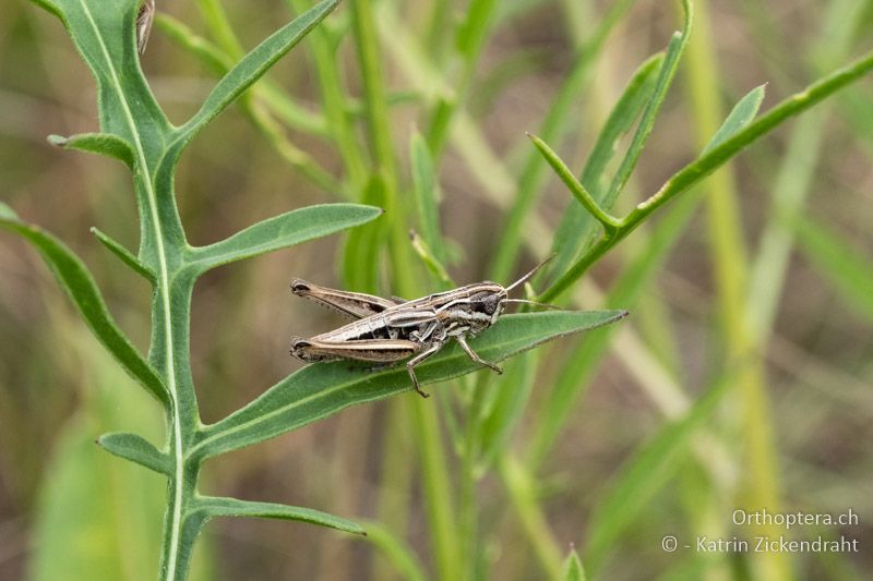 Zwerg-Heidegrashüpfer (Stenobothrus crassipes) ♀ - AT, Niederösterreich, Ebergassing, 08.07.2018