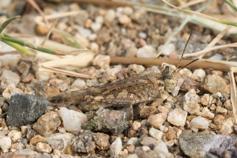Schlanke Ödlandschrecke (Acrotylus patruelis) ♂ - GR, Zentralmakedonien, Volvi-See, 04.07.2017