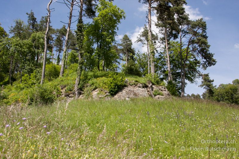 Felsband in magerer Wiese mit angrenzendem, lichten Wald - CH, TG, Immenberg, 05.06.2013