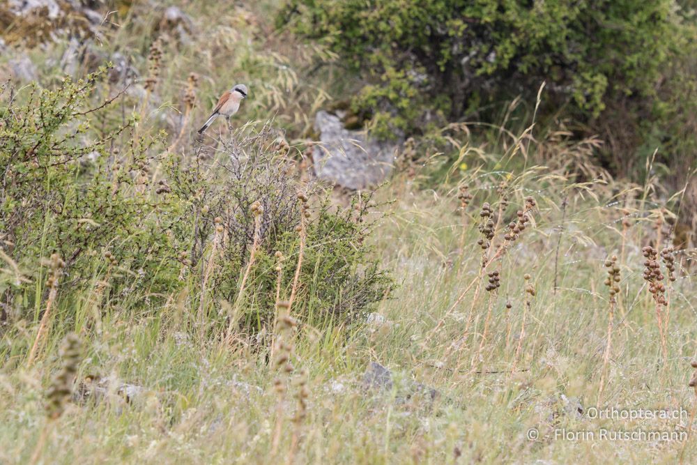 Neuntöter - GR, Thessalien, Mt. Ossa, 21.06.2015