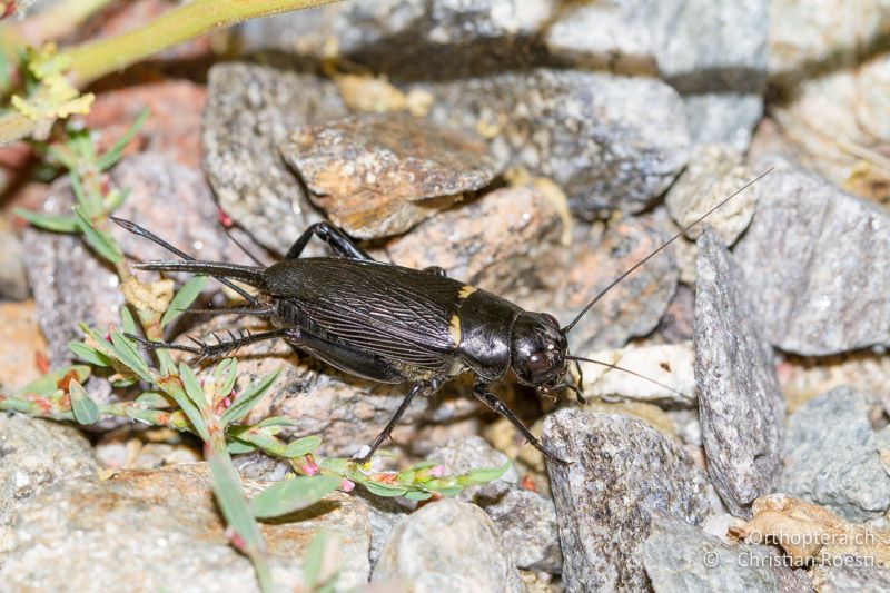 Gryllus bimaculatus ♀ - FR, Var, Fréjus, 24.09.2014