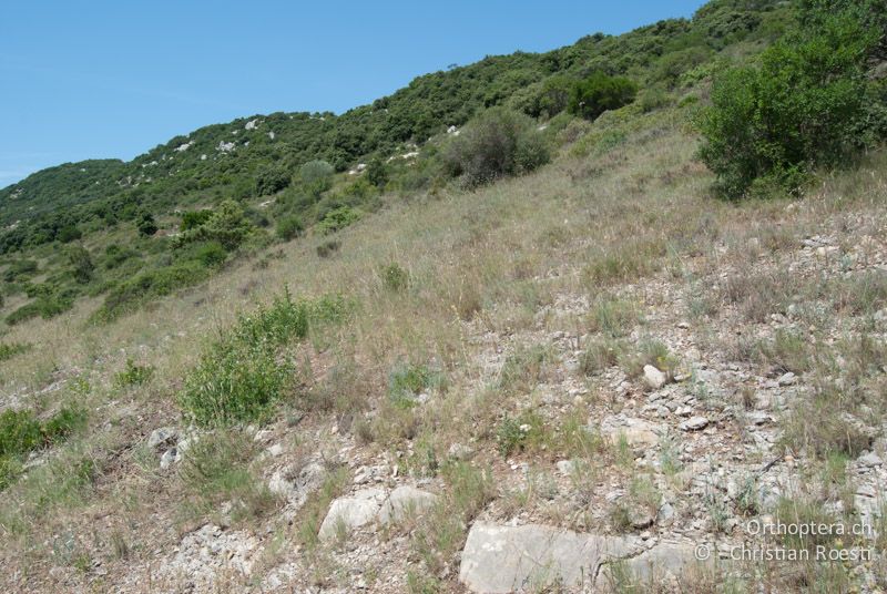 Trockenhang mit Büschen und Zwergsträuchern - FR, Hérault, Cournonterral, 18.06.2009