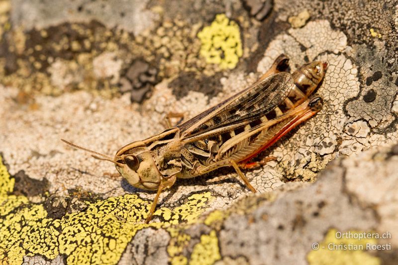 Stenobothrus rubicundulus ♀ - GR, Westmakedonien, Florina, 13.07.2012