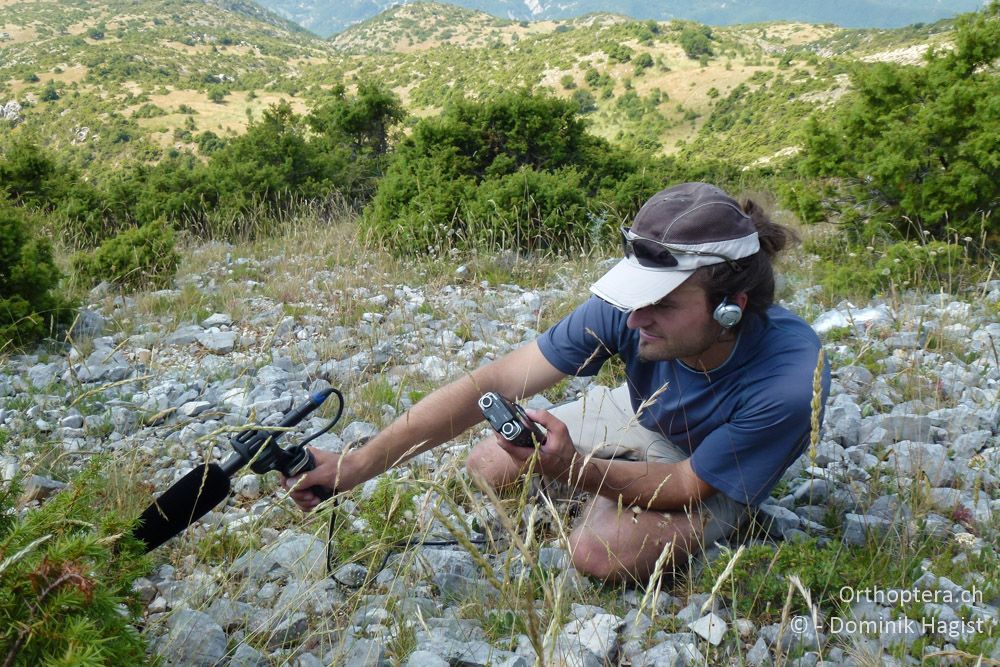 Florin bei einer Gesangsaufnahme von Stenobothrus clavatus - Mt. Tomaros, 13.07.2011