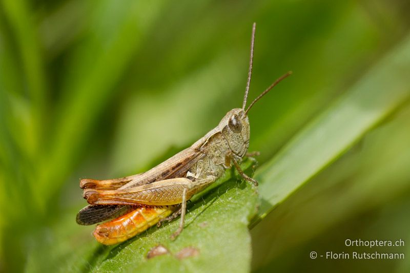 Chorthippus vagans ♂ - CH, TI, Mergoscia, 02.07.2011