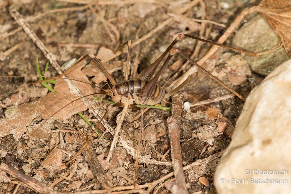 Dolichopoda spec. ♀ - GR, Thessalien, Pelion, 17.06.2015