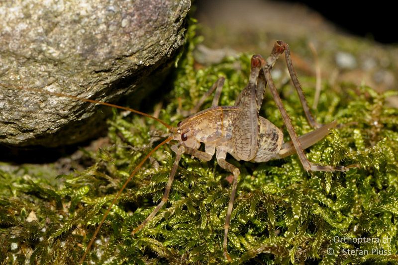 Troglophilus cavicola ♀ - CH, GR, Puschlav, 09.08.2010