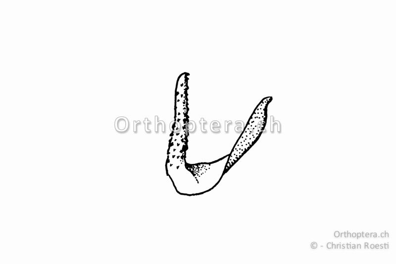 Rechter Titillator von Ephippiger persicarius ♂.