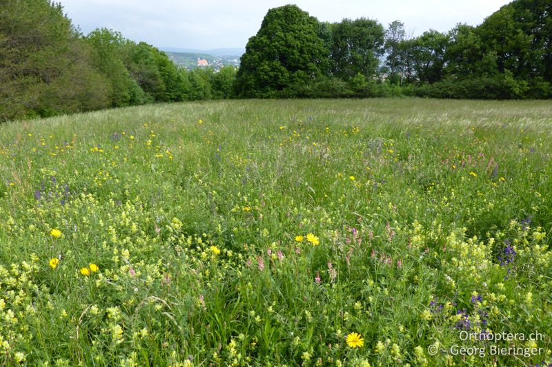 Krautreiche, spät gemähte Wiese am Typusfundort - AT, Niederösterreich, Eichkogl bei Mödling, 02.07.2014