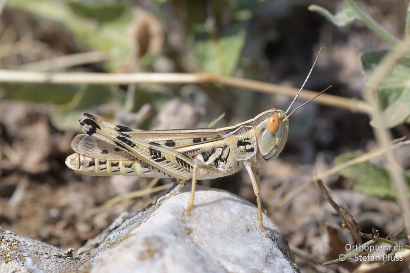 Ramburiella turcomana ♀ - GR, Westmakedonien, Xino Nero, 10.07.2017