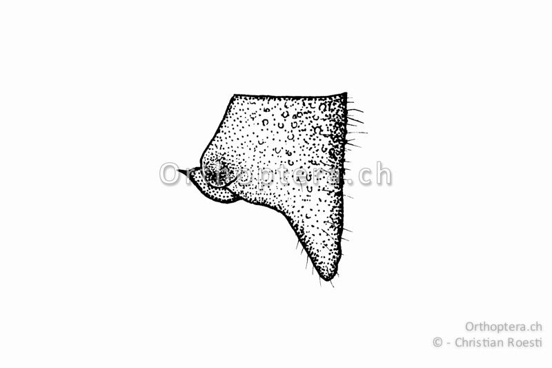 Rechter Cercus von Antaxius difformis ♂. Er trägt einen Innenzahn und ist gleich breit wie lang.