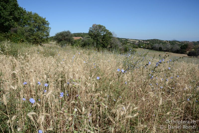 Extensives Getreidefeld, Lebensraum von Saga campbelli und Saga natoliae - GR, Zentralmakedonien, Mt. Hortiatis, 04.07.2017