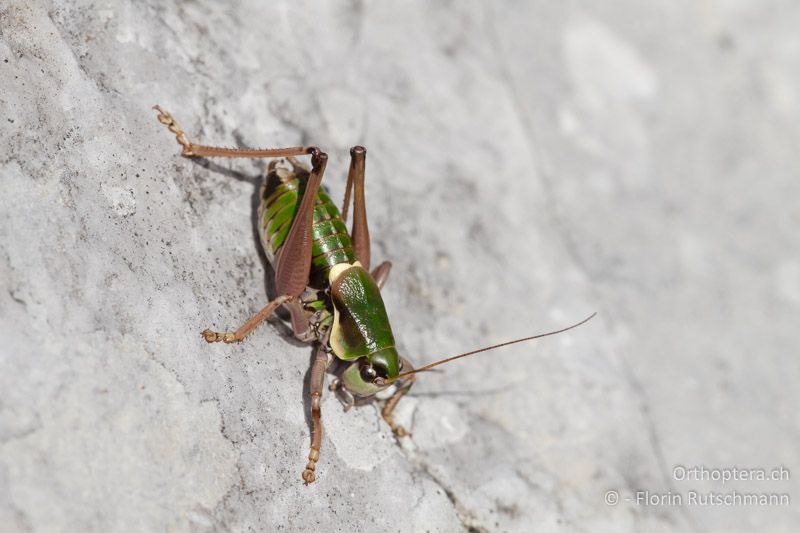 Anonconotus alpinus ♂ - CH, BE, Bäderhore, 08.09.2012