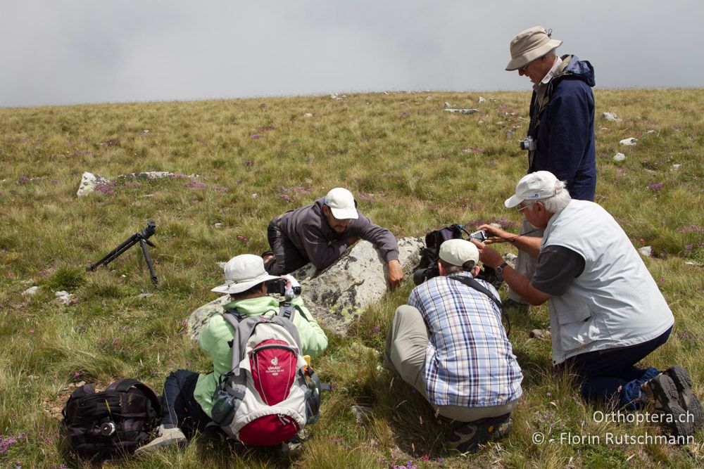 Im dichten Gras ist die Zauneidechse erspäht, bevor sie sich davon machen konnte - GR, Westmakedonien, Mt. Varnous, 11.07.2013