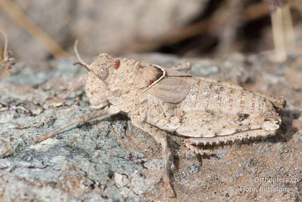 Glyphotmethis heldreichi ♀ - GR, Thessalien, Larissa, 18.06.2015