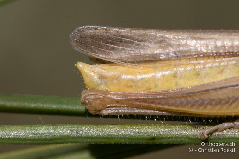 Hinterleibsende von Euchorthippus pulvinatus ♂ - HU, Südliche Grosse Tiefebene, Kecskemét, 08.07.2016