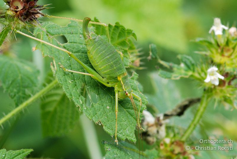 Barbitistes obtusus ♀ - CH, GR, Mesocco, 23.08.2009