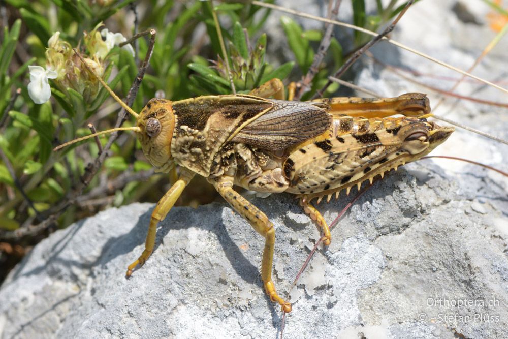♂ von Prionotropis hystrix - HR, Istrien, Skitača, 24.06.2016