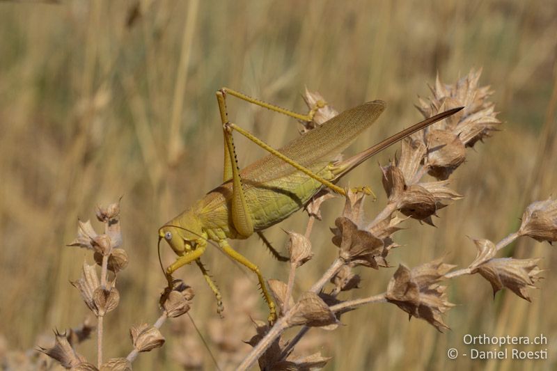 Tettigonia caudata ♀ - GR, Westmakedonien, Klidi, 12.07.2017
