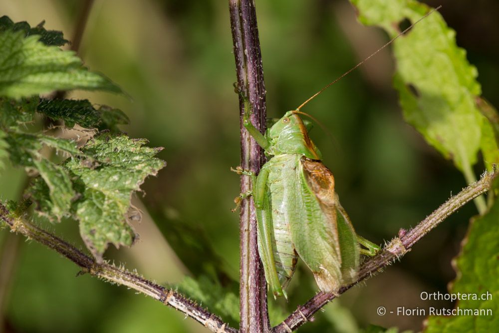 Tettigonia cantans ♂ singend - IT, Marken, Mt. Catria, 27.09.2014