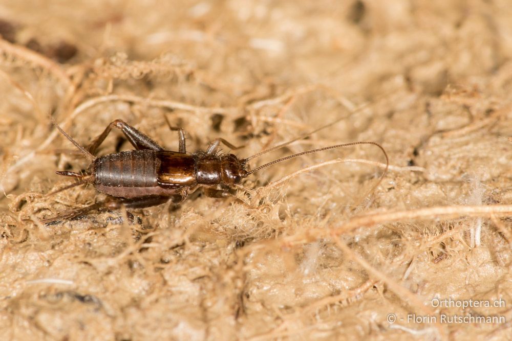 Unbekannte Grille ♀ - GR, Mittelgriechenland, Molos, 14.06.2015