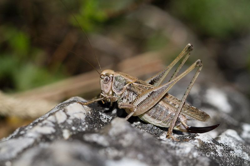 Platycleis albopunctata ♀ - CH, BE, Biel, 09.09.2013