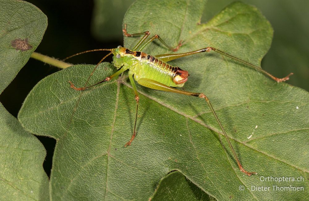 Andreiniimon nuptialis ♂ - HR, Istrien, Pazin, 21.07.2015