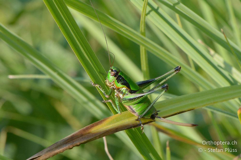 Eupholidoptera schmidti ♀ - HR, Istrien, Bijele Zemljel, 25.07.2015