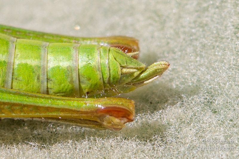 Hinterleibsende von Euthystira brachyptera ♀. Die Legeröhre ist lang und schlank.