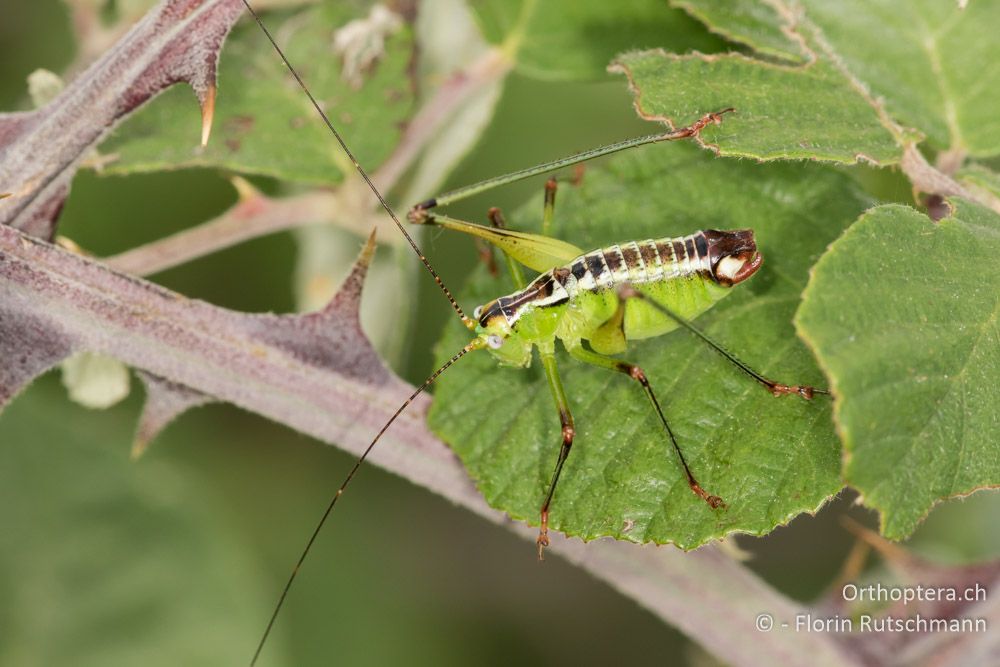 Andreiniimon nuptialis ♂ - GR, Thessalien, Mt. Ossa, 20.06.2015