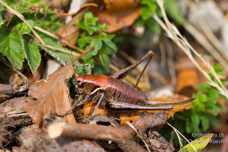 Pholidoptera aptera ♀ - CH, TI, Mt. Generoso, 13.09.2012