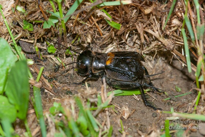 Gryllus campestris ♂ - CH, BE, Wasen, 14.05.2009
