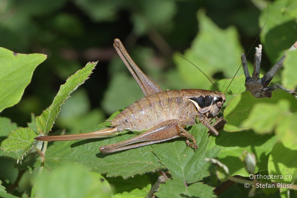 ♀ von Pholidoptera littoralis littoralis - HR, Istrien, Bokordići, 19.06.2016
