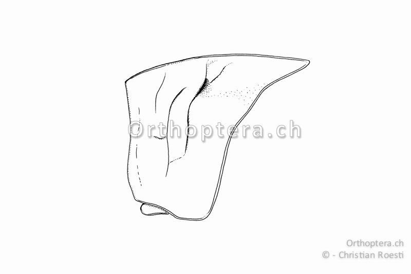 Halsschild von Psophus stridulus ♀ von der Seite. Der Mittelkiel ist durchgehend und wird durch keine Quernaht getrennt. Auf der Seite in der Mitte befindet sich ein Grübchen.