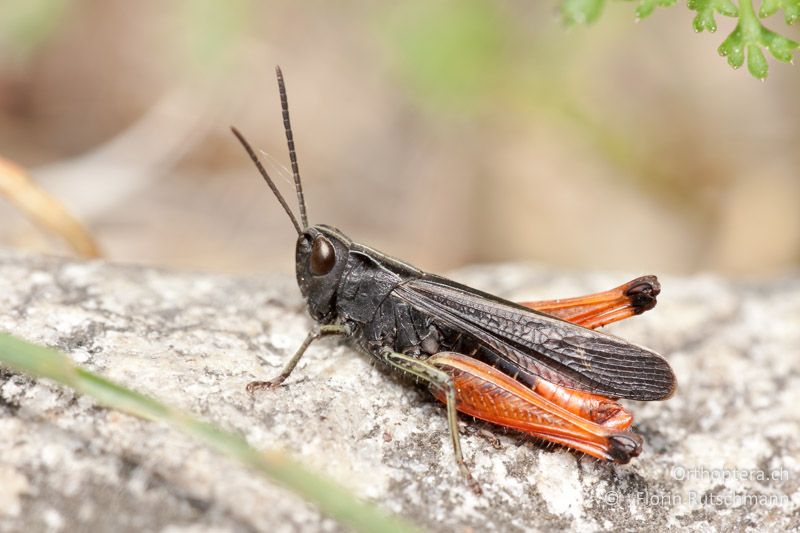 Omocestus rufipes ♂ - CH, TI, Mergoscia, 10.05.2011