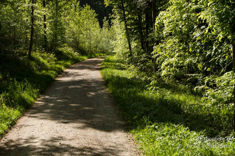 Besonnter Jungwald - CH, TG, Lengwiler Weiher, 08.05.2013