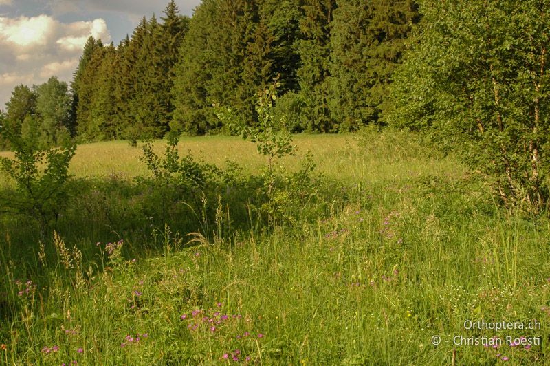 Magerwiese - DE, Baden-Württemberg, Irndorfer Hardt, 24.06.2006