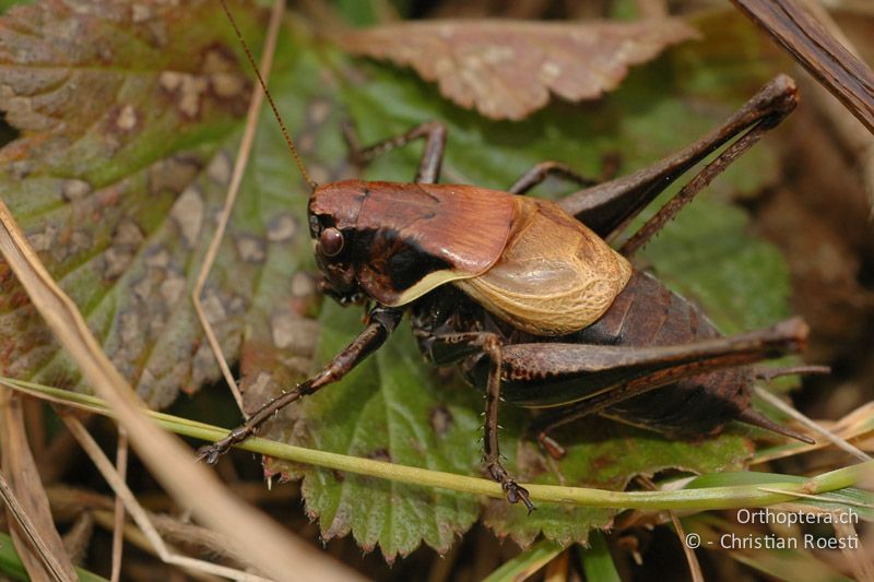 Pholidoptera aptera ♂ mit rötlichen Farbtönen - IT, Venetien, Mt. Grappa, 02.10.2006