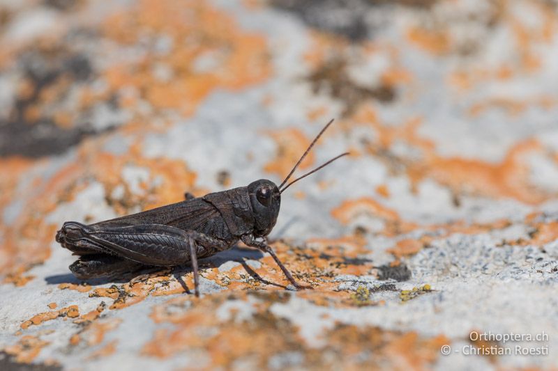 Pferdeschrecke (Celes variabilis) ♂ - GR, Zentralmakedonien, Paleokastro, 07.07.2017