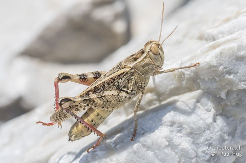 Calliptamus italicus - GR, Zentralmakedonien, Alistrati, 05.07.2017