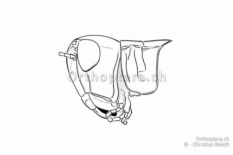 Kopf und Halsschild von Omocestus petraeus von der Seite. Der Kopf ist im Vergleich zu den Halsschild-Seitenlappen gross.