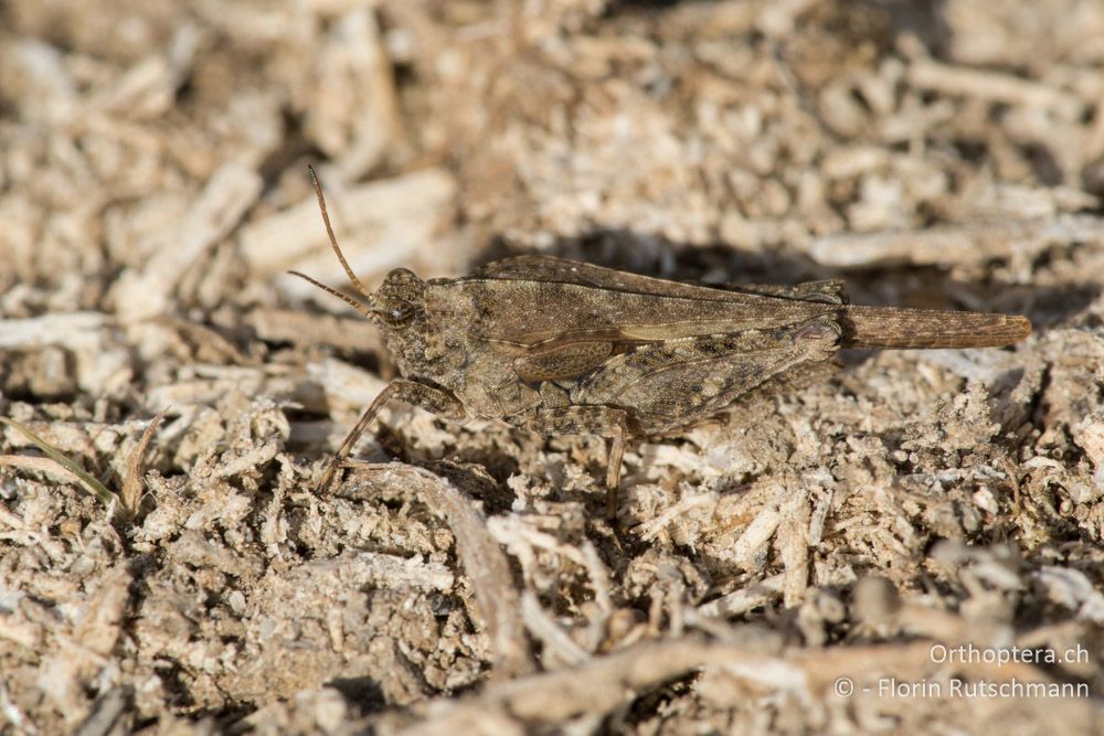 Paratettix meridionalis ♀ - GR, Epirus, Paramythia, 26.06.2015