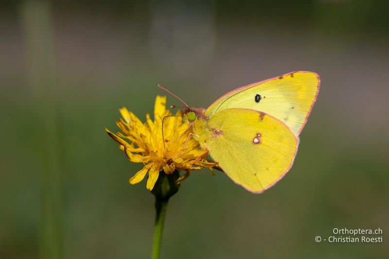 Goldene Acht