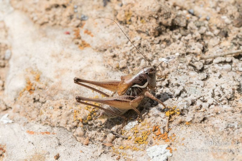 Anterastes serbicus ♂ - GR, Ostmakedonien, Mt. Pangeon, 06.07.2017