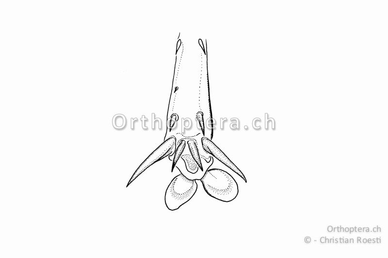 Hinterschiene von hinten von Anonconotus alpinus. Es sind vier Enddornen ausgebildet, die inneren zwei sind deutlich kleiner. Die zwei rundlichen Lappen sind die Sohlenlappen.