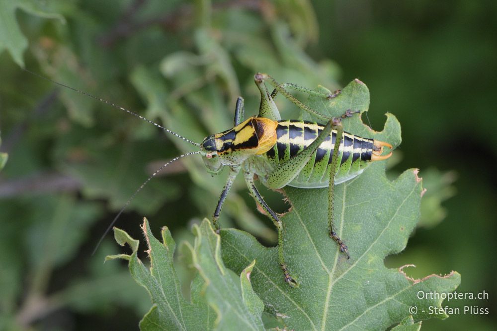 ♂ von Poecilimon ornatus - HR, Istrien, Bokordići, 19.06.2016