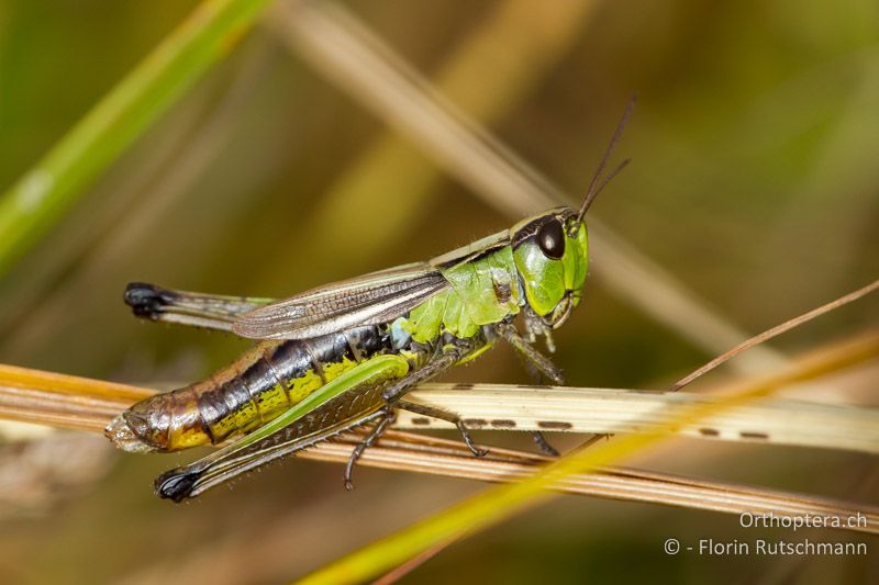 Pseudochorthippus montanus ♀ - AT, Vorarlberg, Grosses Walsertal, 05.10.2012