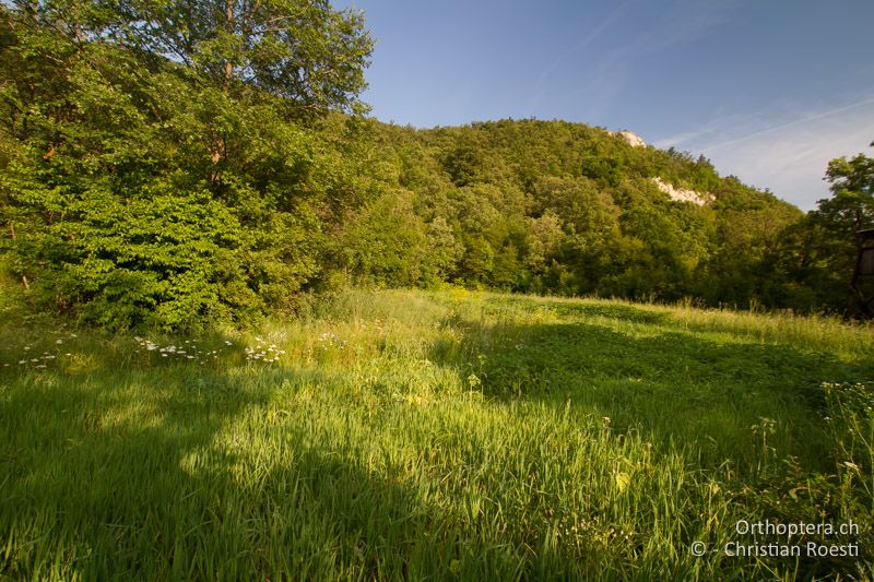 Waldlichtung im Učka-Gebirge - HR, Istrien, Vozilići, 13.06.2014